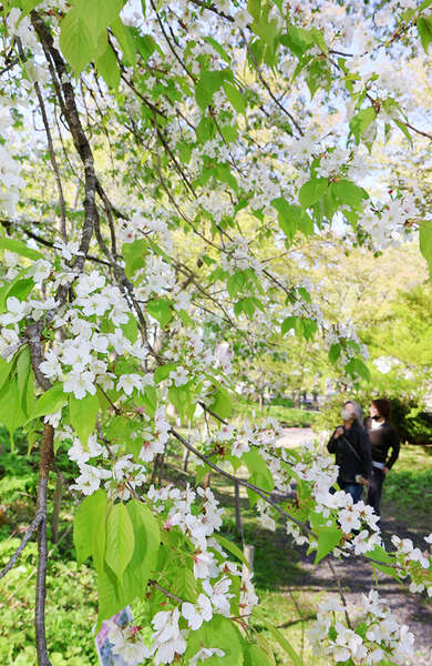 世界に一つ、ミヤマカスミザクラ満開 山形市野草園|au Webポータル国内