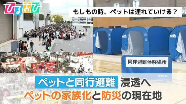 もしもの時、ペットは連れていける？「ペットと同行避難」浸透へ＿ペットの家族化と防災の現在地【ひるおび】|au Webポータル