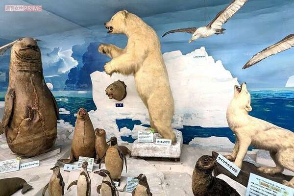 こんな田舎に作っても誰も来ない」と言われて60年…剥製800点の私設