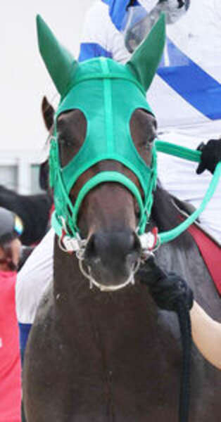 菊花賞　現地単勝馬券　３冠馬牡馬4頭まとめ売り 黒潮菊花賞】単勝1・2倍のジュゲムーンがまさか… 6馬身差2着