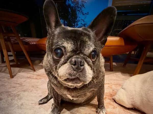 浜崎あゆみ、おしゃれな自宅＆愛犬公開！「こんなわんこ家に居たら毎日