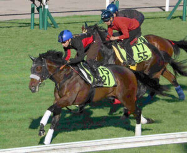【当選品】函館競馬場　函館2歳S　レプリカゼッケン　ラインパシオン　大江原比呂 函館2歳S】大江原比 新馬V決めたラインパシオンと重賞初騎乗へ