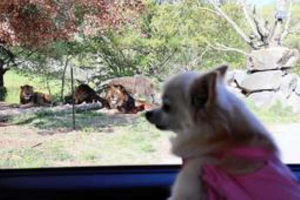 愛犬と一緒に楽しむ姫路セントラルパークの新サービス