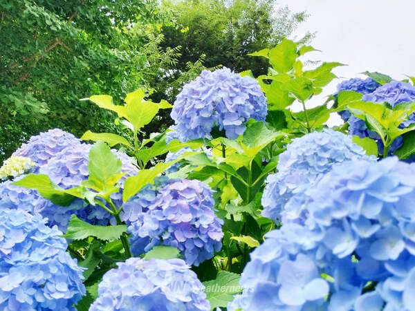 梅雨を彩る紫陽花 ”花”はどこにある？|au Webポータル国内ニュース
