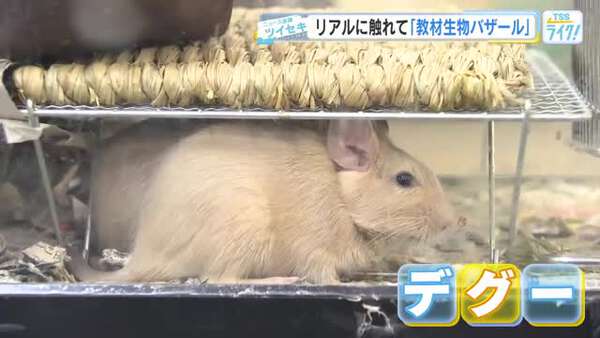 リアルな生き物に触れる「教材生物バザール」の魅力