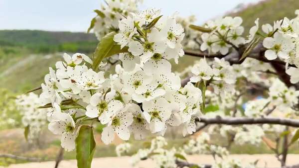 満開の梨の花が観光客を魅了 中国吉林省集安市|au Webポータル国際ニュース
