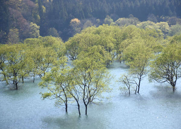 幻想的 春を彩り 錦秋湖で水没林 西和賀|au Webポータル国内ニュース