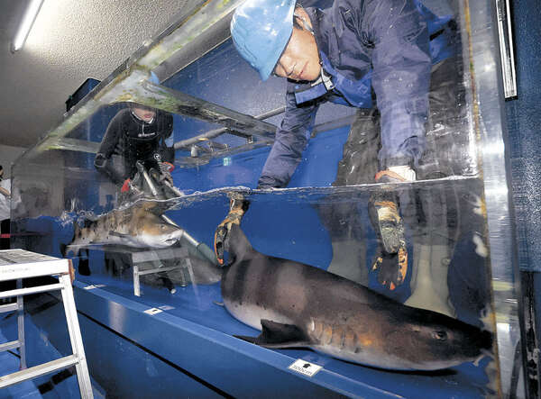 人気のドチザメが引っ越し！水族館愛が深まる理由