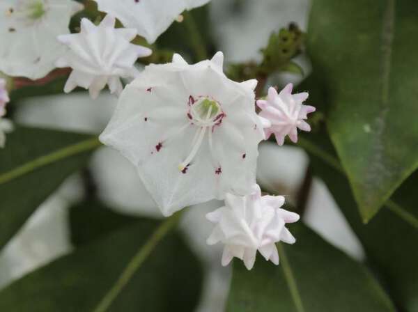 松山総合公園で北米原産「カルミア」見頃 傘に似た花の形楽しんで|au