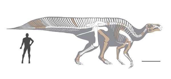 中国・江西省で7千万年前のハドロサウルス科恐竜の新種を発見|au Web