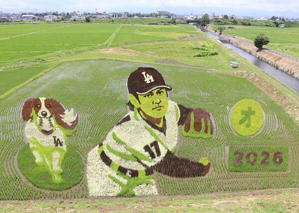 田んぼに雄姿くっきりと 大谷選手とデコピンアート 奥州・水沢|au Web