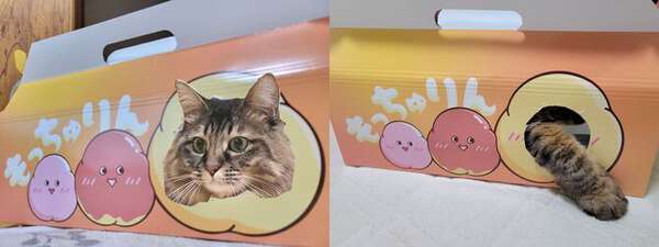 猫箱 もっちゅりんの箱で〝猫のかわいい1枚〟を撮るはずが ⇒ 思ってたのと
