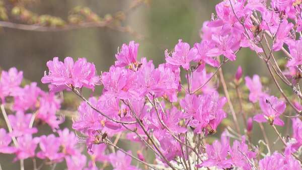 愛知・豊川市の善住禅寺で見頃のツツジ観賞