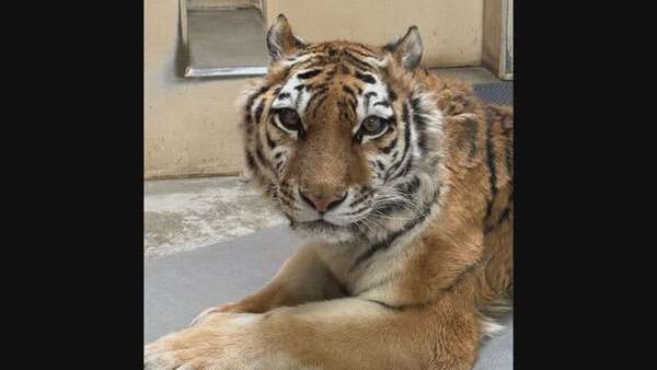 いのちかがやけ!タイガとココア : 障がいをもって生まれた