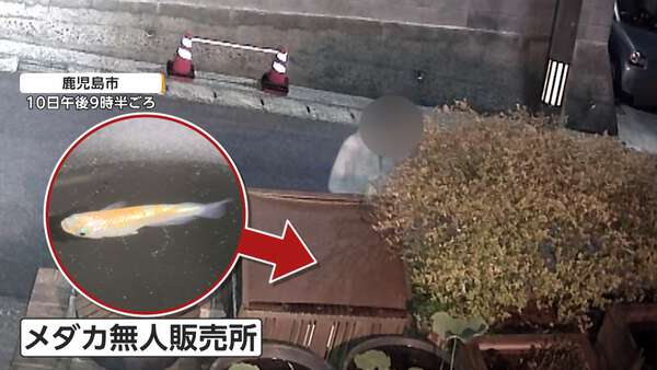 メダカ無人販売店に“泥棒” 防犯カメラに不審な“しゃがむ人物”の姿 警察