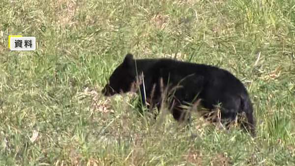 春ヒグマ目撃！知床カヤックツアーでの新発見