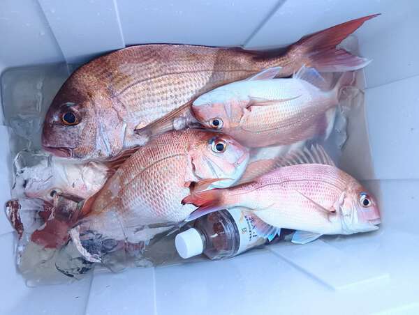 鯛 桜鯛」の一歩手前が最高 今だけの「極上マダイ」を高松沖で釣る|au Web