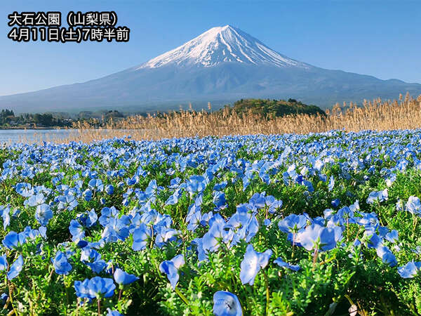 アラレ様　　琉球*海花のたね 84bdc1444b33e42f1d34ccbdee4f45