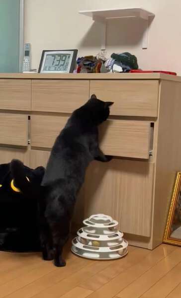 人間すぎる」器用にタンスの引き出しを開ける猫ちゃんにSNS驚き