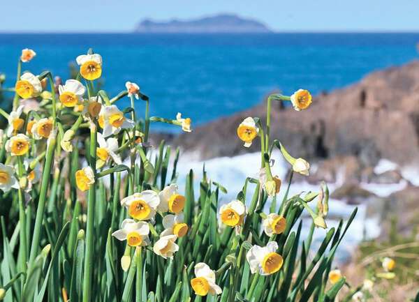 日本海の深い青色を背に、かれんな白い花 潮風に揺れるニホンスイセン