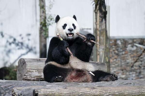 パンダの小奇跡、タケノコむしゃむしゃ 中国四川省|au Webポータル国際