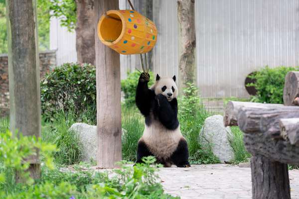 パンダの「小奇跡」、タケノコ獲得 中国四川省|au Webポータル国際ニュース
