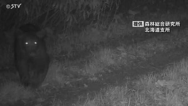 速報】相次いでクマ確認 13日の夜に2回カメラに… 付近では7日も姿