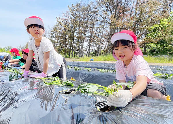 大好きなサツマイモ、丁寧に苗植え 酒田、園児が食育体験|au Web