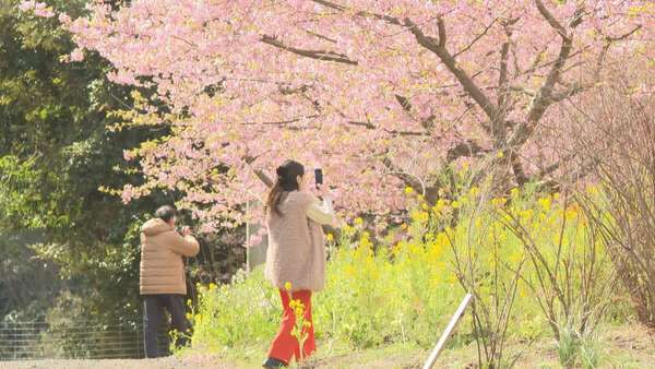 河津桜」と「ミモザ」が共演 ピンクと黄色の春色が満開 大分・日出町