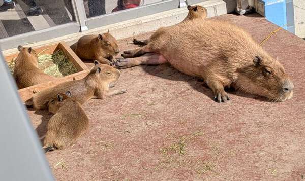 みたらし、くろまめ、くろごまカピバラ赤ちゃん5頭の名前が決定