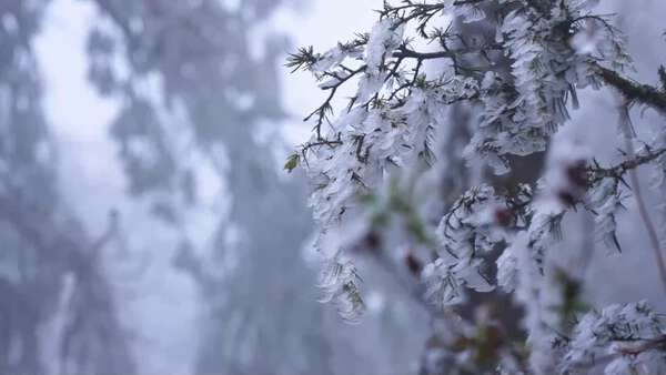 雲海と樹氷が織り成す冬の絶景・雲南・梁王山