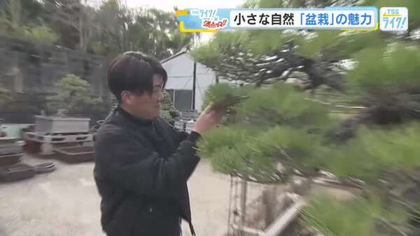 盆栽で楽しむデジタルデトックスの新たな魅力