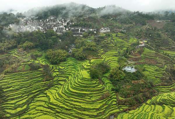 春の訪れ！菜の花畑の魅力を楽しもう