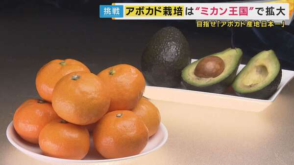 済【オプ】２枚。なび⭐みかん❤極暖★超もちふわ♥Wボア❤特大ブランケット⭐ 数量限定】新感覚！皮なしまるごと食べられるプレミアム冷凍みかん