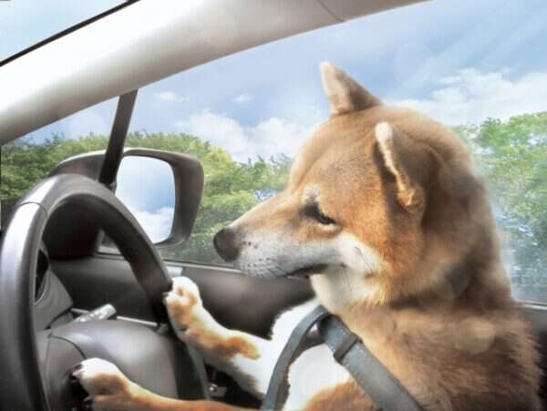 「春だから大丈夫」は“地獄”への片道切符！「愛犬をクルマに置き去り」が“最悪の行為”となるメカニズム|au Webポータル
