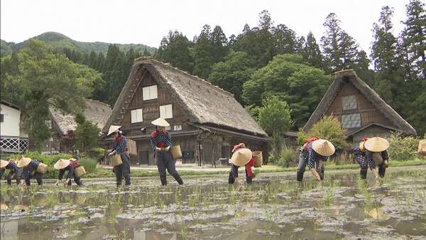 世界遺産で昔ながらの田植え 観光客「楽しいし懐かしい」 岐阜・白川郷