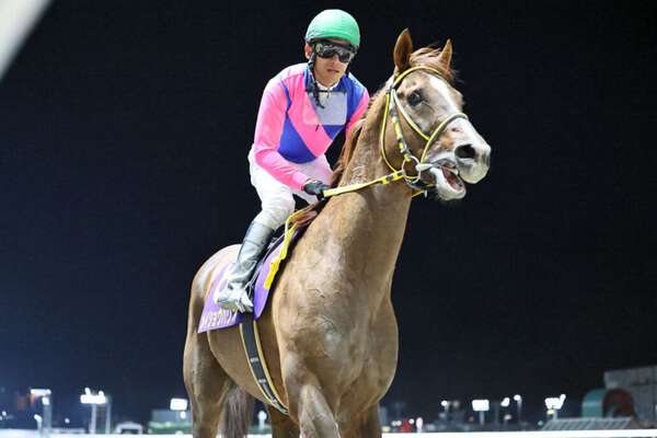 メイショウハリオが引退、種牡馬入り|au Webポータルスポーツニュース