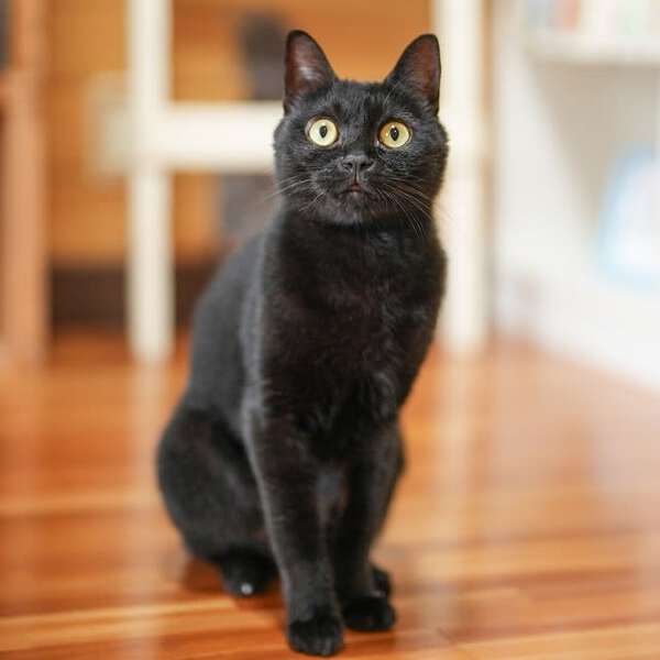 黒猫　3点 maxresdefault.jpg
