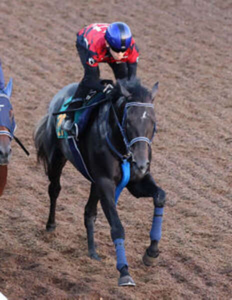 【非売品】ロードクエスト 新潟2歳ステークス 勝利記念ジャージ ウマ娘 L 競馬 非売品】ロードクエスト 新潟2歳ステークス 勝利記念ジャージ