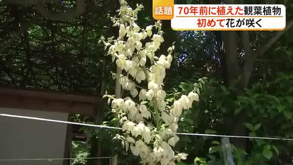 観葉植物『アツバキミガヨラン』初開花の感動