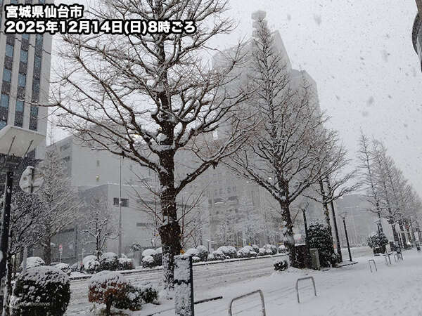 今朝は東北各地で雪に 仙台市で積雪7cmを観測|au Webポータル国内ニュース