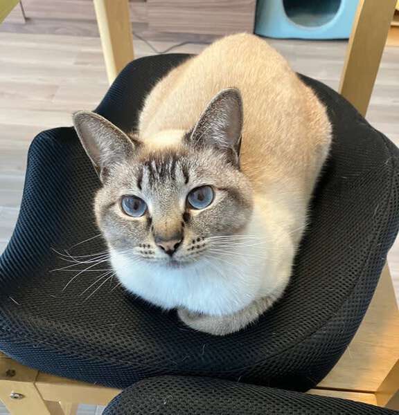 開けて～」ペットドアの仕組みを理解していない猫ちゃんに19万