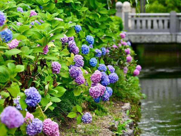 同じ場所でも色が違う？ 紫陽花(アジサイ)の花色に隠されたメカニズム