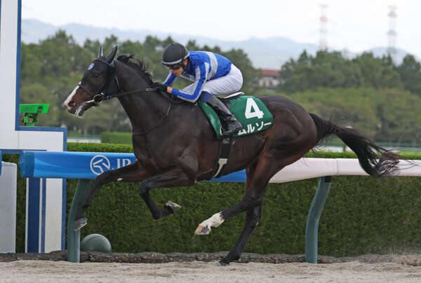 盛岡競馬場マーキュリーカップの出走予定馬