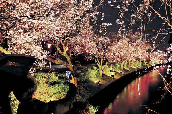 古城公園の桜、幻想的に浮かぶ 高岡でまつり、イナガキヤストさん監修