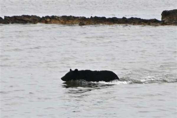 男鹿市・鵜ノ崎、海泳ぐクマを駆除 付近で出没相次ぐ|au Webポータル